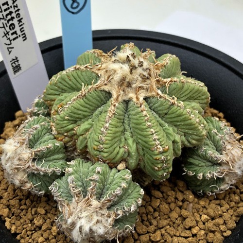 サボテン：アズテキウム 花籠*幅7.5cm 現品！一品限り : 遊恵盆栽