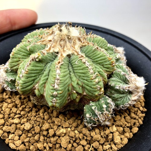 【プラントボーイ様】アズテキウム【花籠】②サボテン サボテン：アズテキウム 花籠*幅7.5cm 現品！一品限り : 遊恵盆栽
