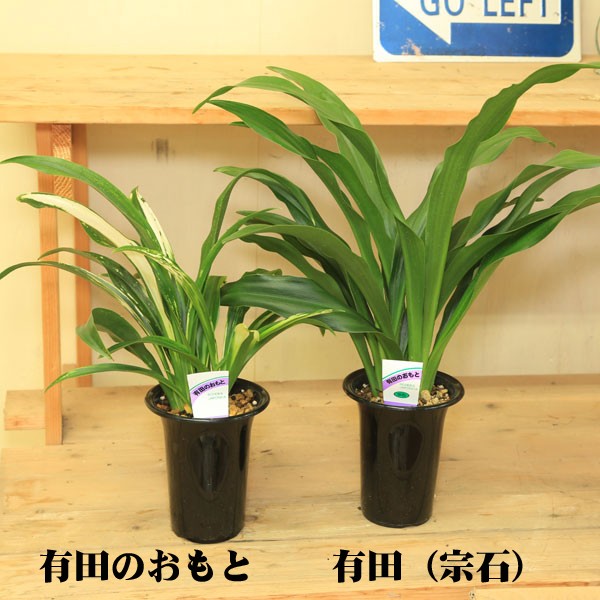 おもと 観葉植物：オモト・4号*万年青(受皿付き) : f0985 : 遊恵盆栽 Yahoo!店 - 通販 - Yahoo!ショッピング