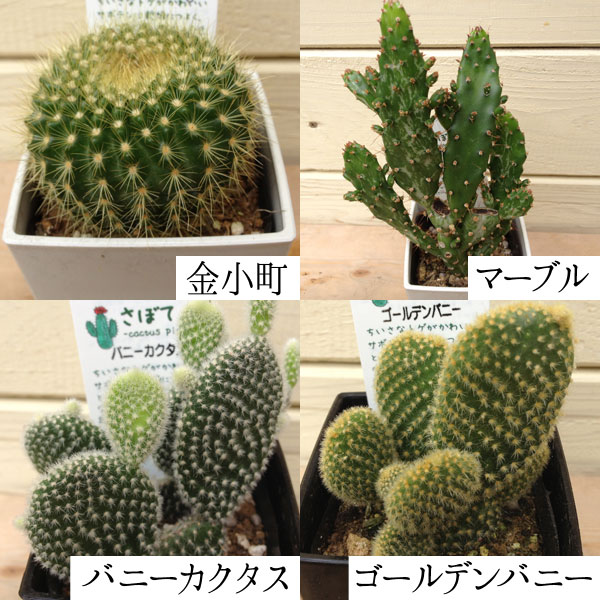 多肉植物：サボテン ミニ(3個セット)*(7種類から選べます
