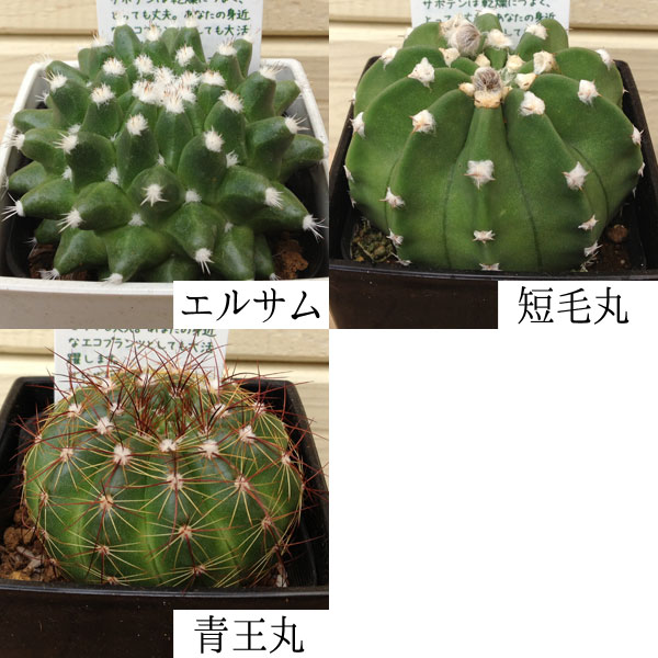 多肉植物：サボテン ミニ(3個セット)*(7種類から選べます