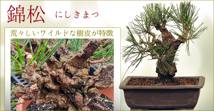 中品盆栽：錦黒松* 錦松ニシキマツにしきまつ幹肌鉢植え 和 お花見