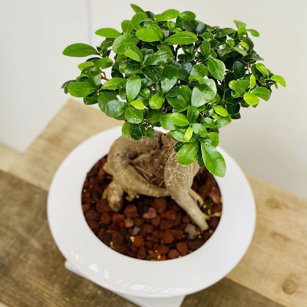 がじゅまる 観葉植物：ガジュマル*陶器鉢あすか 受皿付 : 遊恵