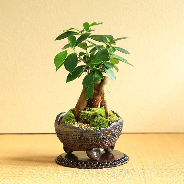 japan bonsai 幸多き樹、ガジュマルこじんまりした、太い豊かな幹と葉 遅れてごめんね敬老の日ギフトにも がじゅまる インテリア盆栽