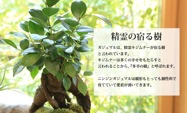 がじゅまる盆栽： 特選ガジュマル 多幸の樹*苔・石付き 青軸変形