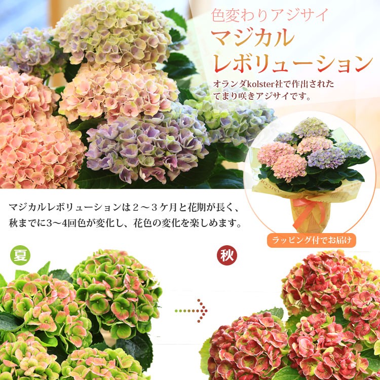 鉢花：アジサイ（紫陽花） マジカルレボリューション* ラッピング付 プレゼント鉢植え あじさい