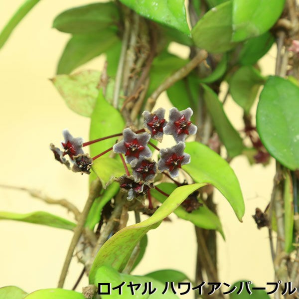 観葉植物 おしゃれ：ホヤ*ロイヤルハワイアンパープル デンシフォリア