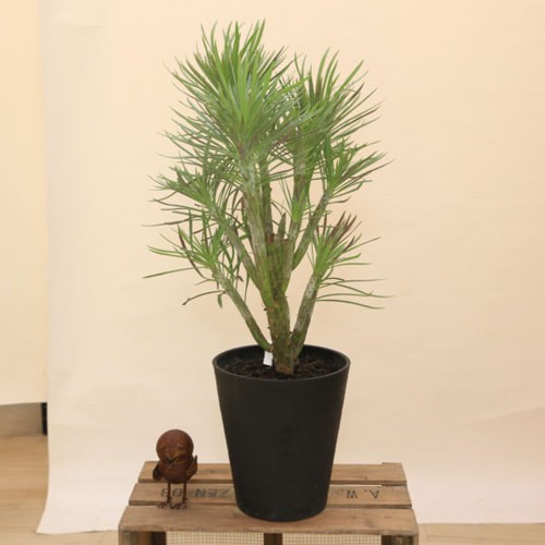 おしゃれ 多肉植物・観葉植物：大きなモンキーツリー*セラアート
