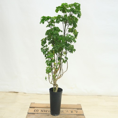 観葉植物 おしゃれ ポリシャス バタフライ プラポット F4452v 遊恵盆栽 Yahoo 店 通販 Yahoo ショッピング