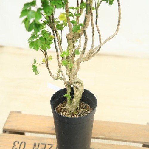 f4452v_2.jpg
