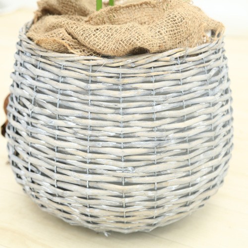 観葉植物：斑入りガジュマル*らせん仕立て バスケット付き 大型
