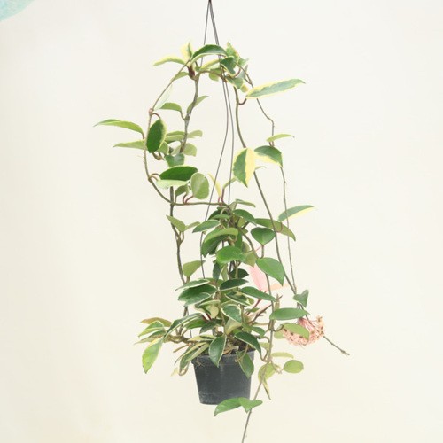観葉植物：ホヤ カルノーサ アルボマルギナータ*3.5号吊り鉢 : 遊恵