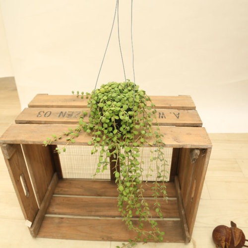 観葉植物：ディスキディア ヌンムラリア*3.5号 吊り鉢 : 遊恵盆栽
