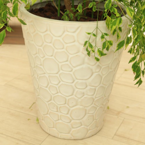 おしゃれ 観葉植物：ステレオスペルマム レモンライム*陶器鉢 受皿付