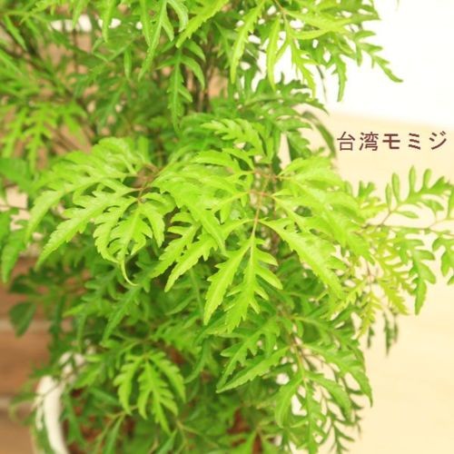 観葉植物：ポリシャス タイワンモミジ*陶器鉢 受皿付 バーク 品種選べ