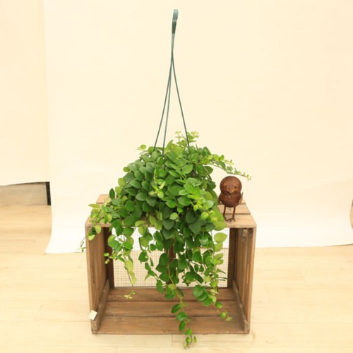 観葉植物：エスキナンサス ヤフロレピス*吊り鉢 : 遊恵盆栽