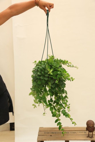 観葉植物：エスキナンサス ヤフロレピス*吊り鉢 : 遊恵盆栽