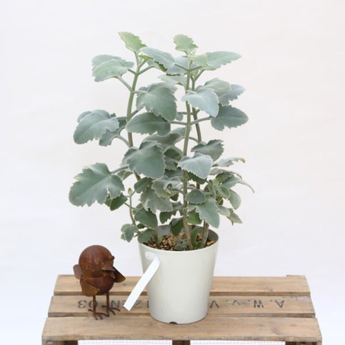 観葉植物：カランコエ ベハレンシス ファンクイーン*COFFEE POT : 遊恵