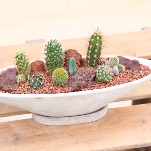 🌵寄せ植えのサボテンたち🌵｜園芸日記byロッキー｜みんなの趣味
