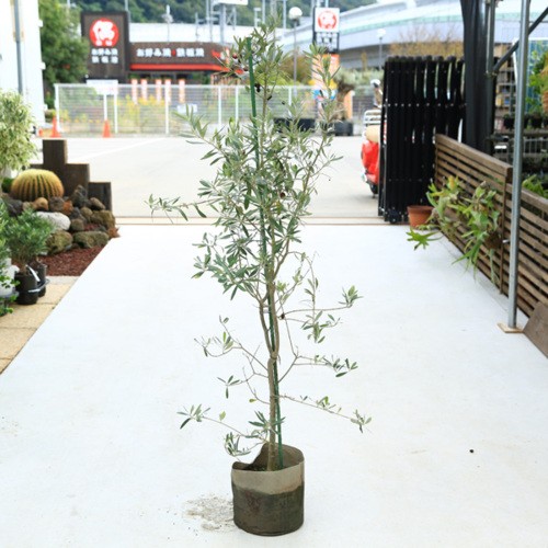観葉植物 シンボルツリー 庭木：オリーブの木 シプレッシーノ*地中
