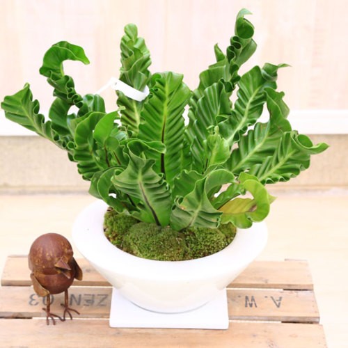 幸運をもたらす美しい植物、アダムの肋骨 NATURE AQUARIUM GALLERY #08 「スピリット・オブ・ネイチャー