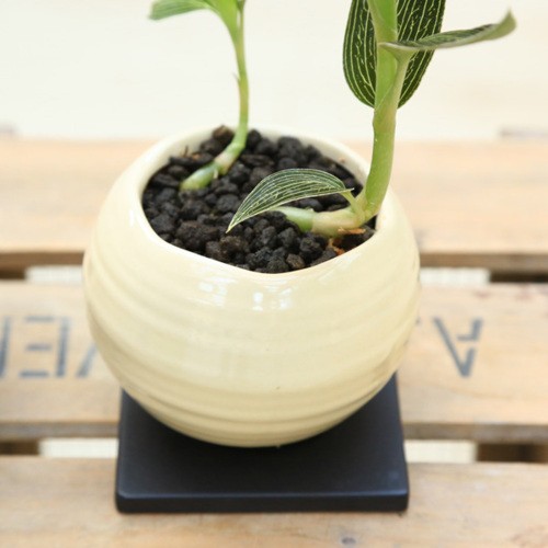 観葉植物：ジュエルオーキッド（宝石蘭）ルディシア・ディスカラー*鉢