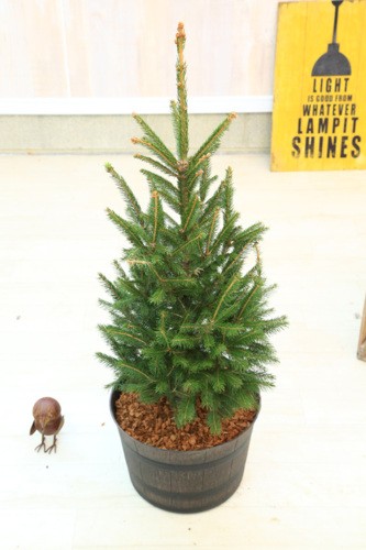 おしゃれ 観葉植物：モミの木 クリスマスツリー*ウッド調プラ鉢 バーク