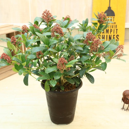 人気定番 観葉植物 ネオレゲリア ピンク 5号 プラポット 新商品 R4urealtygroup Com