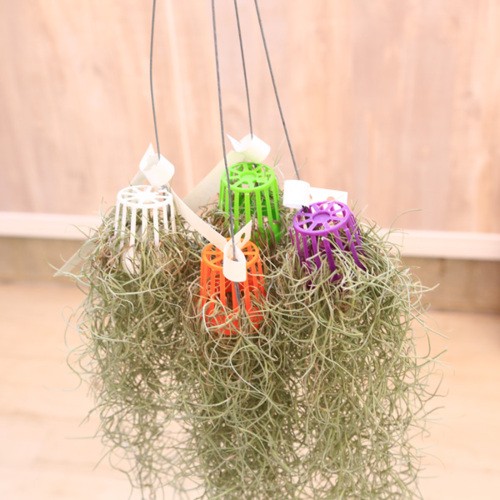 観葉植物：チランジア ウスネオイデスS*スパニッシュモス エアー