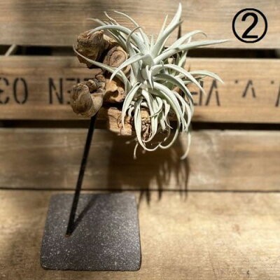観葉植物：チランジア 流木 台付き*現品選べます。エアープランツ