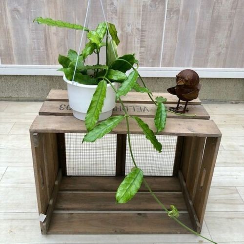 おしゃれ　観葉植物：ホヤ　ビローサ　現品*吊り鉢