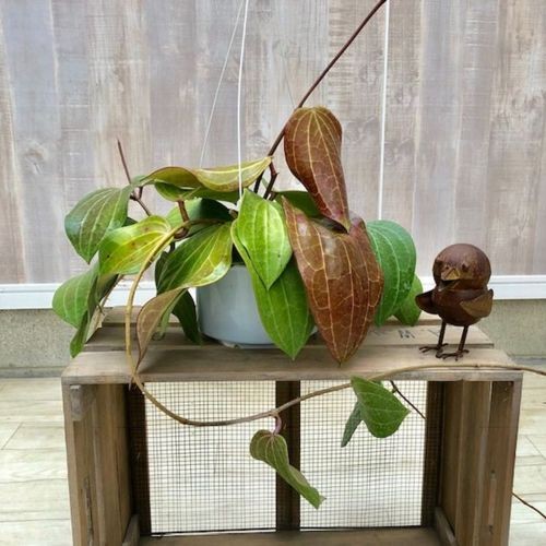 おしゃれ 観葉植物：ホヤ マクロフィラ*吊り鉢 : 遊恵盆栽 Yahoo!店