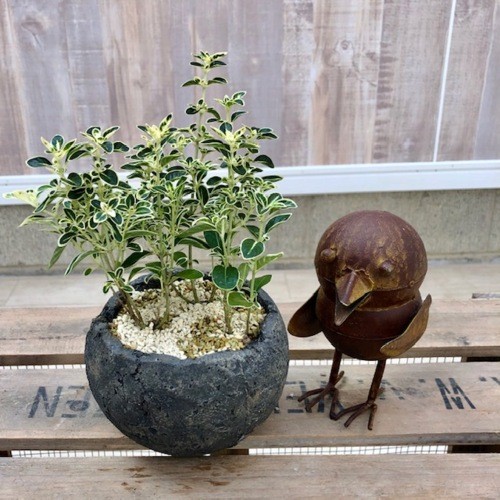 小品盆栽：斑入り白丁花*国産手造鉢 ハクチョウゲ bonsai : f4655v : 遊恵盆栽 Yahoo!店 - 通販 - Yahoo!ショッピング