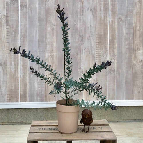 おしゃれ 観葉植物：銀葉アカシア ミモザ ダークアイ* : 遊恵盆栽