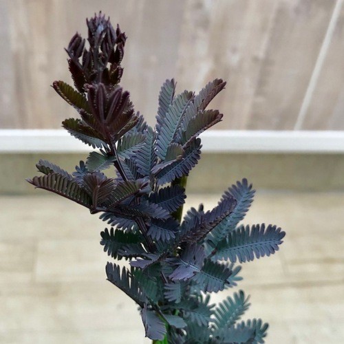 f4659v_1.jpg