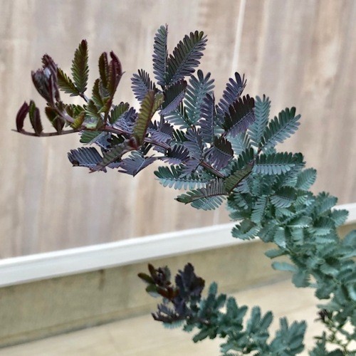 おしゃれ 観葉植物：銀葉アカシア ミモザ ダークアイ* : 遊恵盆栽