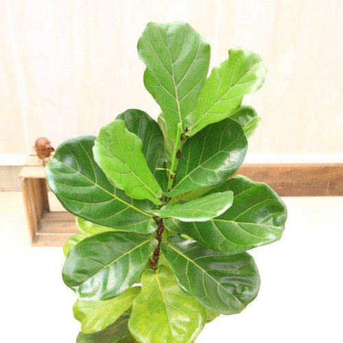 おしゃれ 観葉植物：カシワバゴムノキ(フィカス・リラータ)*シャビー