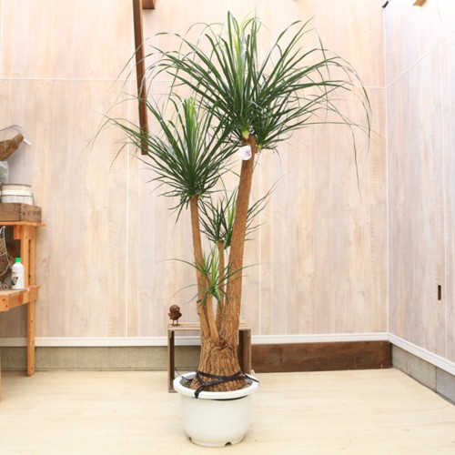 大型 観葉植物 トックリラン ポニーテール 観葉植物 ポニーテール(トックリラン) 【観葉植物 9号／1個売り