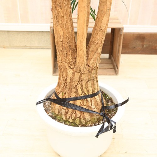 観葉植物　トックリラン　ポニーテール　大きなサイズ　店舗　オブジェ ノリナ・ポニーテール（トックリラン） 10号鉢 観葉植物と植木鉢の専門