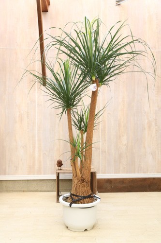 おしゃれ 観葉植物：ポニーテール 現品*トックリラン 大型 佐川急便