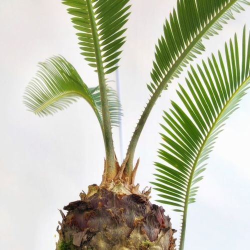おしゃれ 観葉植物：ソテツ*蘇鉄 鉢植え 富士砂 : 遊恵盆栽 Yahoo!店
