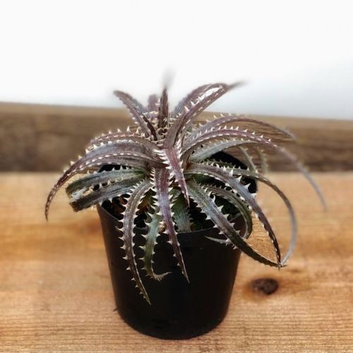 キナル別注 おしゃれ 観葉植物 多肉植物 ディッキア ブリットルクロス 黒ポット Dyckia 新品 Ignitegospelchoir Org