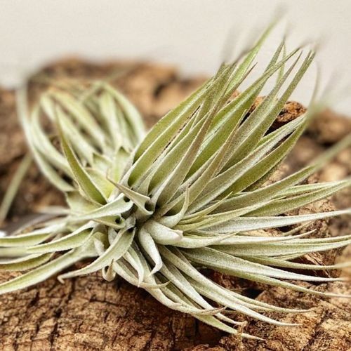 〈菫〉Tillandsia スークレイ　ティランジア　チランジア　エアープランツ スークレイ｜きれいな花を咲かせるティランジア（エアープランツ