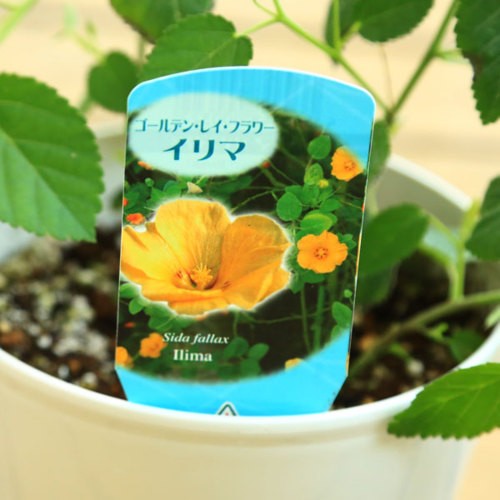 Sale 観葉植物 鉢花 ゴールデンレイフラワー イリマ ハワイアンフラワー F4750v 遊恵盆栽 Yahoo 店 通販 Yahoo ショッピング