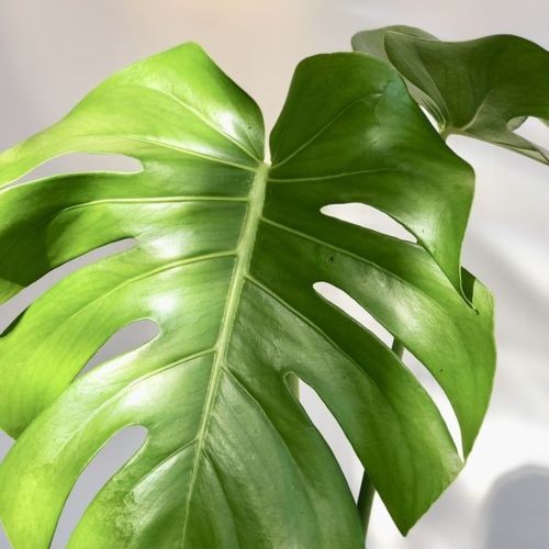 観葉植物：モンステラ ジュート柄鉢カバー付き*ココヤシ飾り : 遊恵