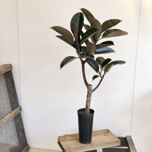 観葉植物：フィカス バーガンディー*クロゴムの木 3.5号ロングポット