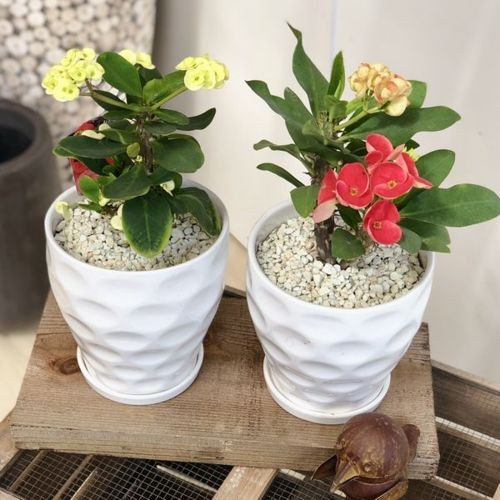 観葉植物 多肉植物：とげあり花キリン 八福神*Mse陶器鉢×1個 受皿付