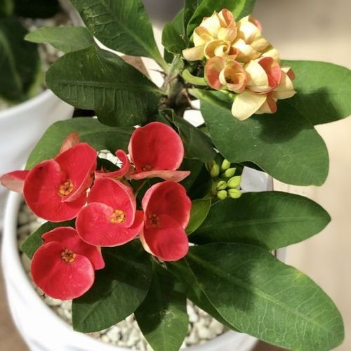 観葉植物 多肉植物：とげあり花キリン 八福神*Mse陶器鉢×1個 受皿付