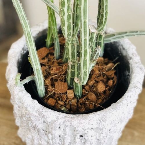 おしゃれ 観葉植物 多肉植物：セネシオ スタペリフォルミス 鉢カバー