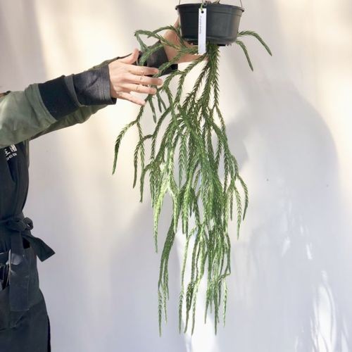 観葉植物:フペルジア ブルークライ*吊り鉢 現品限り : 遊恵盆栽 Yahoo